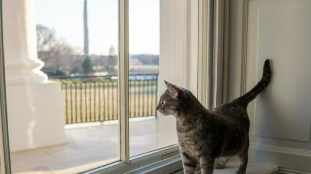 Beyaz Saray'ın yeni üyesi bir kedi! İşte Willow'un ilk fotoğrafları Beyaz Saray'ın yeni üyesi bir kedi! İşte Willow'un ilk fotoğrafları