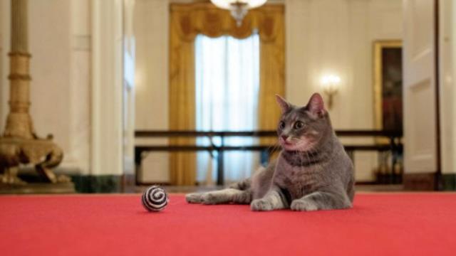 Beyaz Saray'ın yeni üyesi bir kedi! İşte Willow'un ilk fotoğrafları Beyaz Saray'ın yeni üyesi bir kedi! İşte Willow'un ilk fotoğrafları