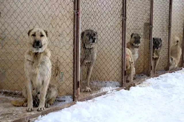 Kurtlardan bile daha dirençli! Kangal köpekleri eksi 40 derecede bile yaşayabiliyor