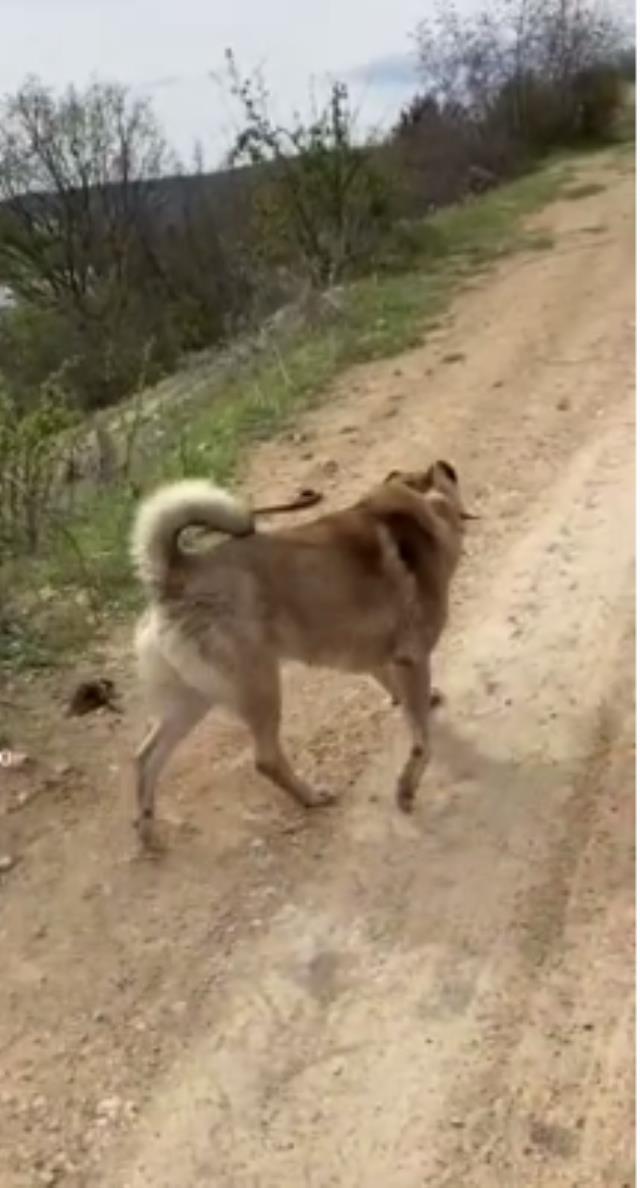 Annesi kurt, babası kangal! Zincirlerinden kurtulup doğaya salındı, ilk işi karşısına çıkan yılanı parçalamak oldu Annesi kurt, babası kangal! Zincirlerinden kurtulup doğaya salındı, ilk işi karşısına çıkan yılanı parçalamak oldu
