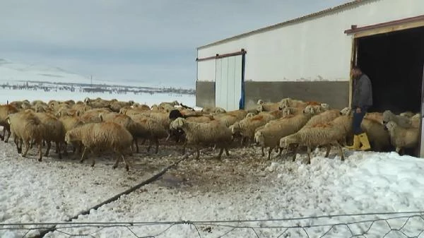 Çoban, koyunlarıyla birlikte kar esareti yaşadı! 4 gün boyunca aç ve susuz kaldılar