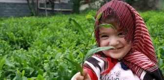 Rize'de gözler çıkarılacak Çay Kanununa çevrildi