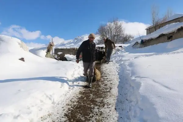 Son bir haftada 20 gebe koyunu öldü