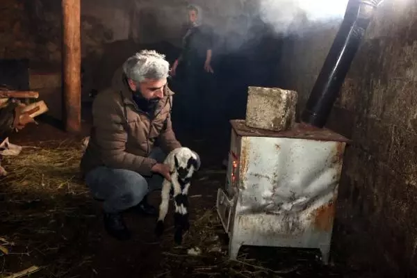 Son bir haftada 20 gebe koyunu öldü