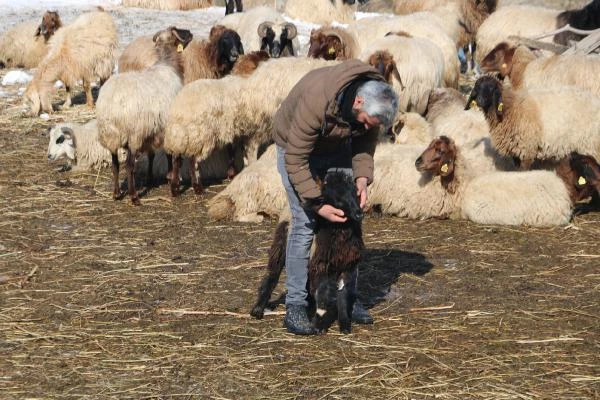 Son bir haftada 20 gebe koyunu öldü