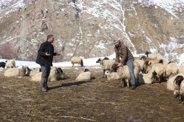 Son bir haftada 20 gebe koyunu öldü