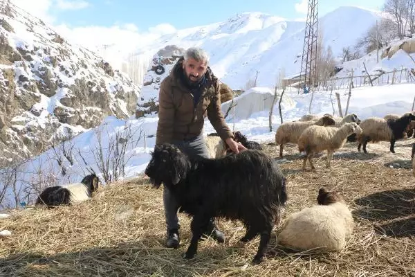 Son bir haftada 20 gebe koyunu öldü