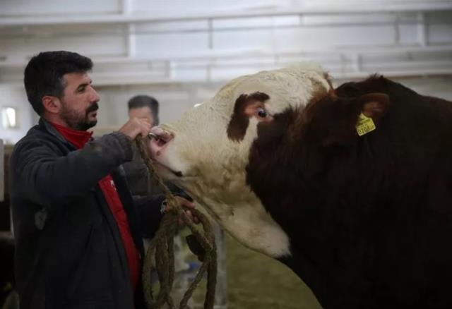 En pahalı sperm! Satışından 1,25 milyon lira elde etti