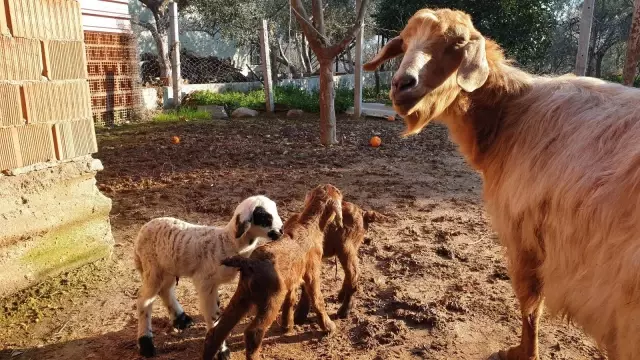 Koca köyü ayağa kaldıran olay! Herkes keçinin doğurduğu kuzuyu görmek için ahıra akın ediyor