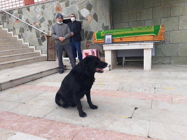 Duygulandıran vefa! 'Bali' adlı köpek sahibinin tabutunun başından ayrılmadı Duygulandıran vefa! 'Bali' adlı köpek sahibinin tabutunun başından ayrılmadı
