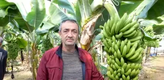 Seradan 8 TL'ye çıkan muz üreticinin yüzünü güldürüyor