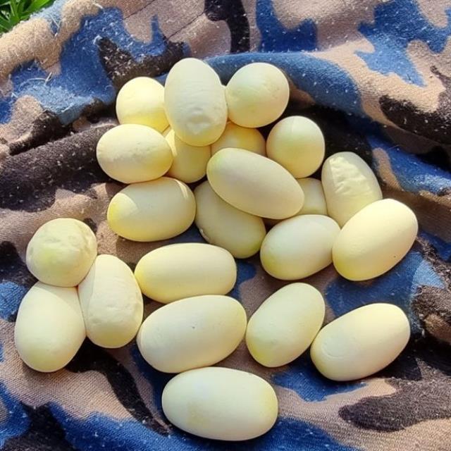 Görüntüsü bile korkunç! İşte dünyanın en zehirli yılanının yumurtası, kırılacağı gün bekleniyor Görüntüsü bile korkunç! İşte dünyanın en zehirli yılanının yumurtası, kırılacağı gün bekleniyor