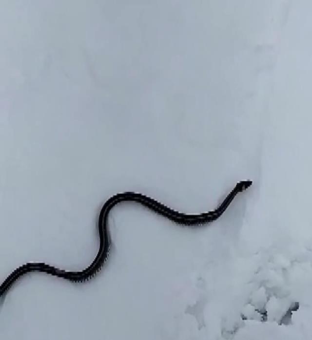 Yer Türkiye! Kış uykusunda olması gereken yılan kar üzerindeki görüntüsüyle bilim dünyasını şaşırttı