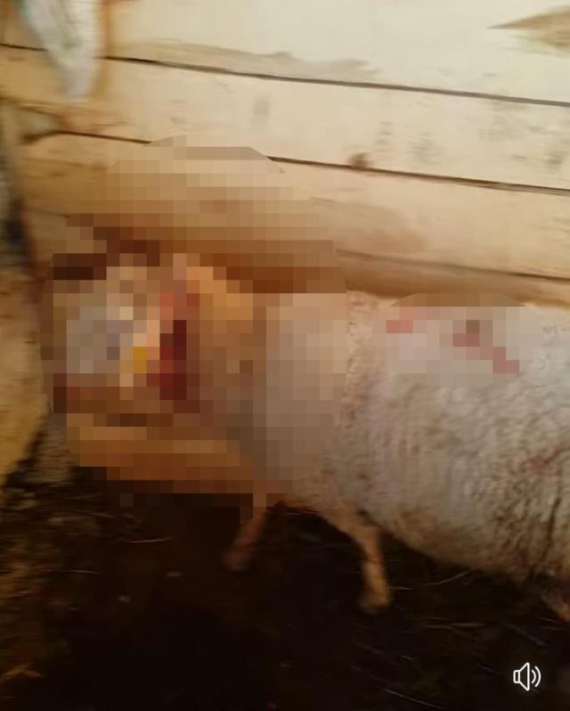 Koyunlar ahılda dehşeti yaşadı! Boyunları kırılınca çırpınarak can verdiler Koyunlar ahılda dehşeti yaşadı! Boyunları kırılınca çırpınarak can verdiler