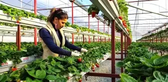 Sökeli Nilgün öğretmen seracılığa el attı, çilek üretiminde başarıyı yakaladı