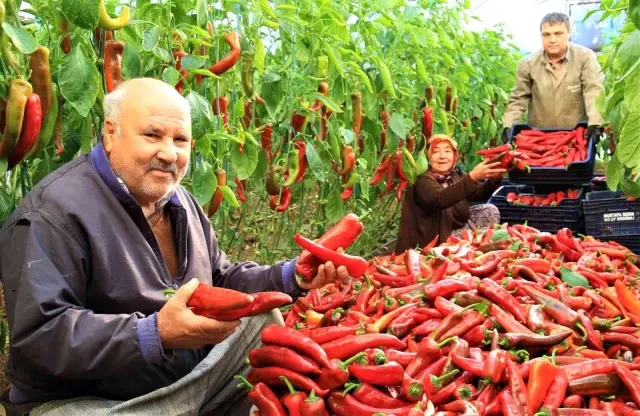 Kırmızı biber tarlada 12, markette 25 lira! Aradaki farka üretici bile tepkili