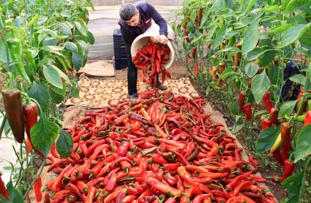 Kırmızı biber tarlada 12, markette 25 lira! Aradaki farka üretici bile tepkili