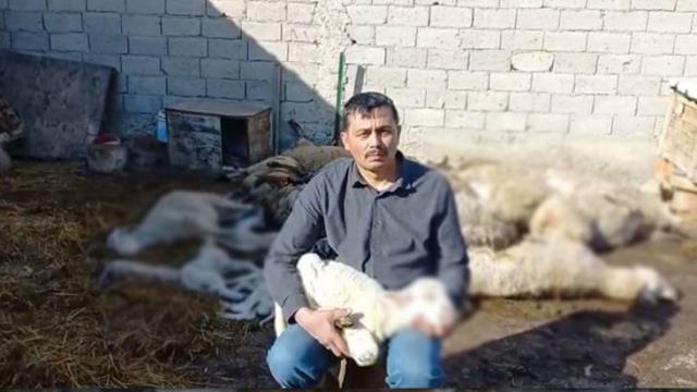 Koyunları gözü önünde çırpına çırpına can veren çiftçi, çaresizlik içerisinde ağladı Koyunları gözü önünde çırpına çırpına can veren çiftçi, çaresizlik içerisinde ağladı