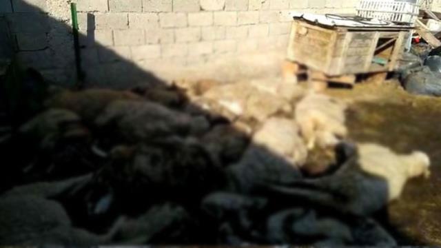 Koyunları gözü önünde çırpına çırpına can veren çiftçi, çaresizlik içerisinde ağladı Koyunları gözü önünde çırpına çırpına can veren çiftçi, çaresizlik içerisinde ağladı