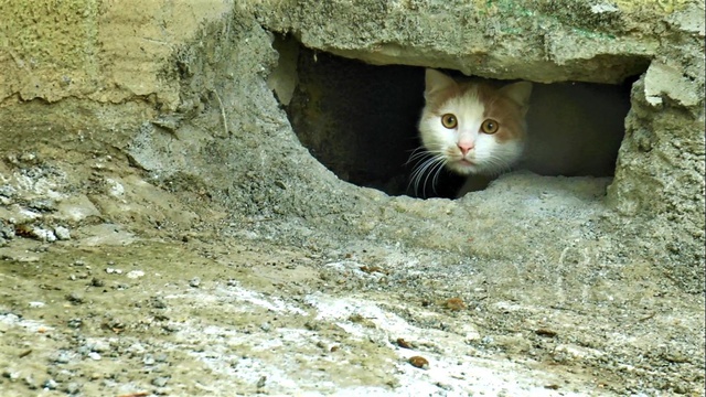 İlçeyi karıştıran iddia! Oyuğun içindeki kedilerin üzerine beton mu döküldü? İlçeyi karıştıran iddia! Oyuğun içindeki kedilerin üzerine beton mu döküldü?