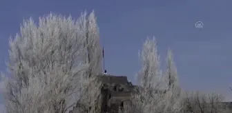 Ağaç ve bitkiler kırağıyla beyaza büründü (2)