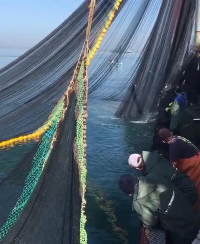Denizden istavrit fışkırdı, 500 kasa balıkla kıyaya döndüler Denizden istavrit fışkırdı, 500 kasa balıkla kıyaya döndüler