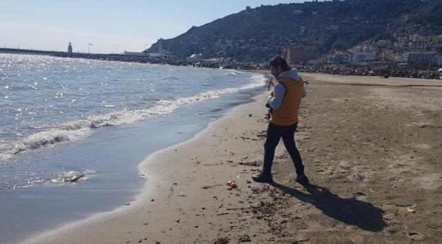 Sahilde korkutan manzara! Ağırlığı 2 ile 5 kilogram arasındaki deniz anaları sahile vurdu Sahilde korkutan manzara! Ağırlığı 2 ile 5 kilogram arasındaki deniz anaları sahile vurdu