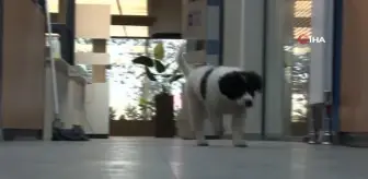 Yavru köpek 'Moka' Sanayi Odası'nın neşe kaynağı oldu