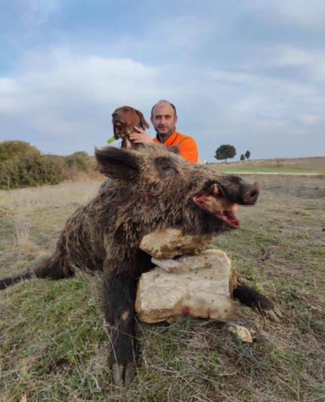 220 kiloluk domuz avcıya böyle saldırdı 220 kiloluk domuz avcıya böyle saldırdı
