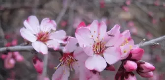 Gaziantep'te badem ağaçları çiçek açtı