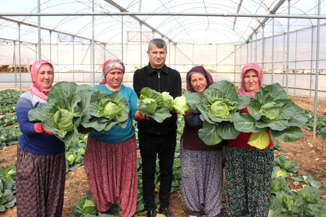 Türkiye'de ilk kez üretildi! Salata lahanalar tanesi 10 liradan Avrupa'ya ihraç ediliyor