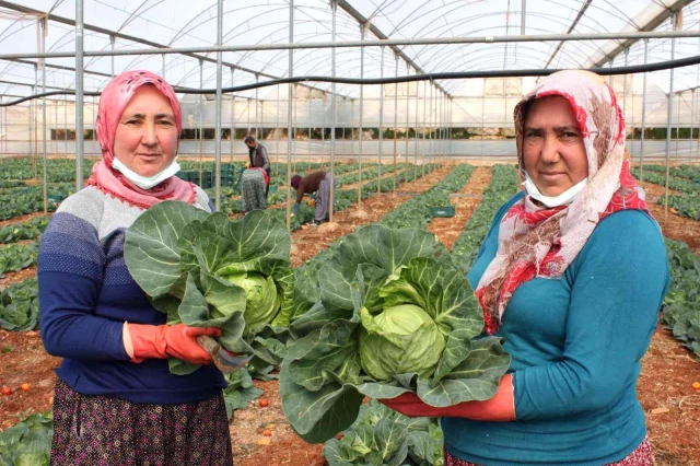 Türkiye'de ilk kez üretildi! Salata lahanalar tanesi 10 liradan Avrupa'ya ihraç ediliyor