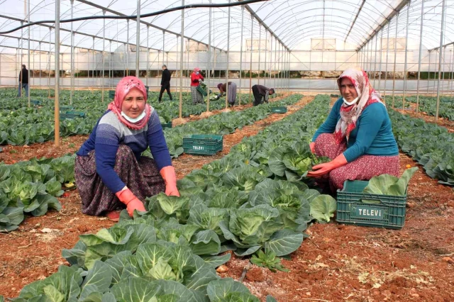 Türkiye'de ilk kez üretildi! Salata lahanalar tanesi 10 liradan Avrupa'ya ihraç ediliyor