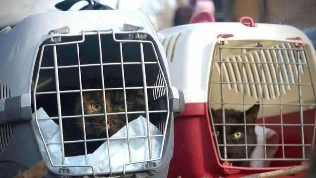 Ukraynalılar evlerini evcil hayvanlarıyla birlikte terk ediyor, onları geride bırakmıyor Ukraynalılar evlerini evcil hayvanlarıyla birlikte terk ediyor, onları geride bırakmıyor