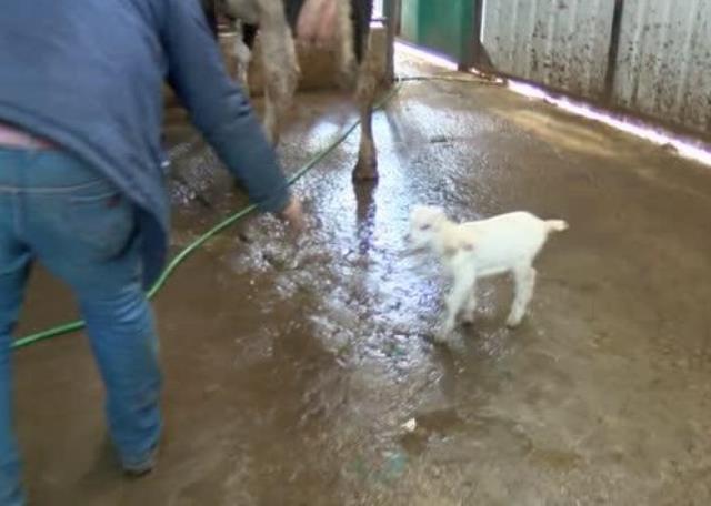 Ahırda ineğine yem vermeye gitti, oğlağın süt emdiği yeri görünce bir kenara oturup ağladı