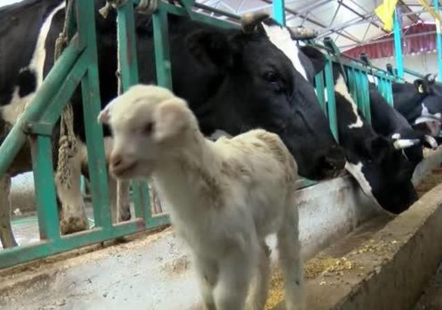 Ahırda ineğine yem vermeye gitti, oğlağın süt emdiği yeri görünce bir kenara oturup ağladı