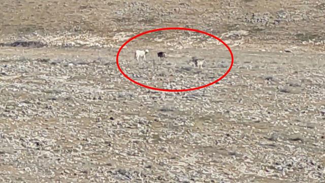 Köyde dağlık alandaki manzara görenleri hayrete düşürdü: Size koyunlarımızı nasıl teslim edeceğiz? Köyde dağlık alandaki manzara görenleri hayrete düşürdü: Size koyunlarımızı nasıl teslim edeceğiz?