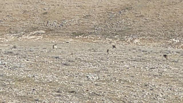 Köyde dağlık alandaki manzara görenleri hayrete düşürdü: Size koyunlarımızı nasıl teslim edeceğiz? Köyde dağlık alandaki manzara görenleri hayrete düşürdü: Size koyunlarımızı nasıl teslim edeceğiz?