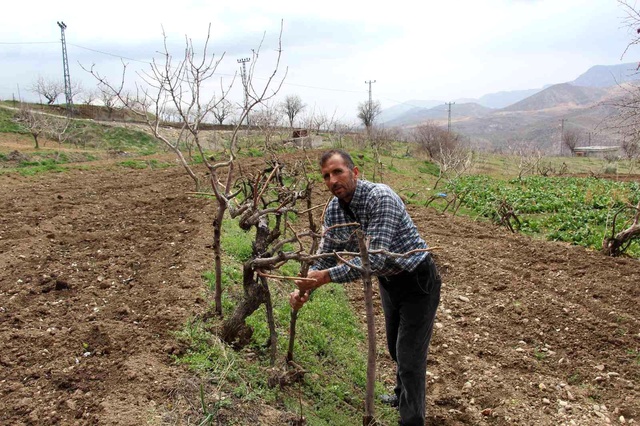 Bağına gelen çiftçi şok yaşadı, hırsızlar bir şey bulamayınca direkleri çaldı Bağına gelen çiftçi şok yaşadı, hırsızlar bir şey bulamayınca direkleri çaldı