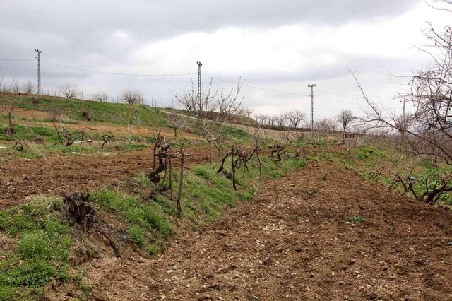 Bağına gelen çiftçi şok yaşadı, hırsızlar bir şey bulamayınca direkleri çaldı Bağına gelen çiftçi şok yaşadı, hırsızlar bir şey bulamayınca direkleri çaldı