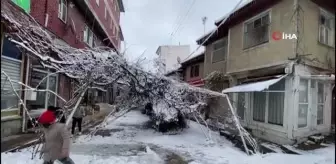Kar nedeniyle direkleri çöken asma ağacını kökünden kestiler... Demir direkleri tamir etmek yerine çareyi ağacı kesmekte buldular