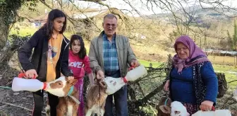 Üçüz doğan buzağılarına bebek gibi bakıyorlar