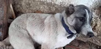 Tüfekle vurulan köpeğin ayağı parçalandı