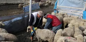 Burdur'da çiçek hastalığı nedeniyle küçükbaş hayvan hareketliliği kısıtlandı