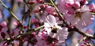 Gercüş'te badem ağaçları erken çiçek açtı, çiftçi tedirgin