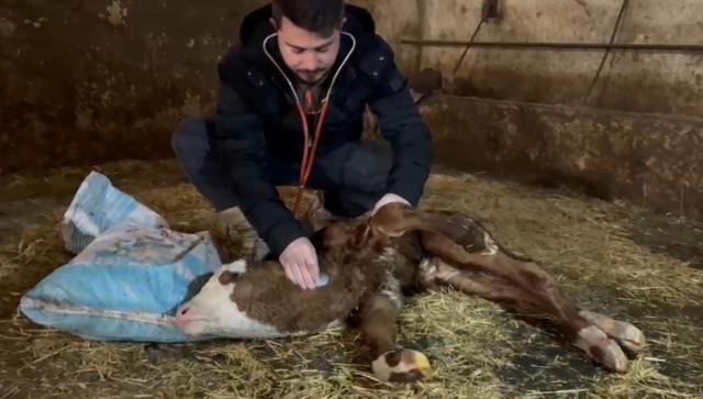 Hamile inek ahırda saatlerce savaştı, yeni doğan buzağın kalbine dokunan veteriner acil tutanak istedi Hamile inek ahırda saatlerce savaştı, yeni doğan buzağın kalbine dokunan veteriner acil tutanak istedi