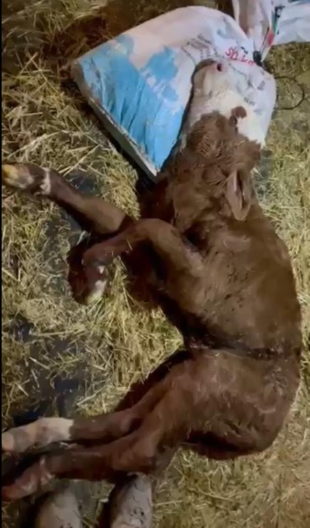 Hamile inek ahırda saatlerce savaştı, yeni doğan buzağın kalbine dokunan veteriner acil tutanak istedi Hamile inek ahırda saatlerce savaştı, yeni doğan buzağın kalbine dokunan veteriner acil tutanak istedi