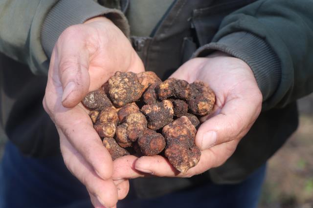 Özel eğitimli köpeklerle toprağın altından çıkarılıyor! Trüf mantarının kilogram fiyatı 1500 TL'ye kadar çıkıyor