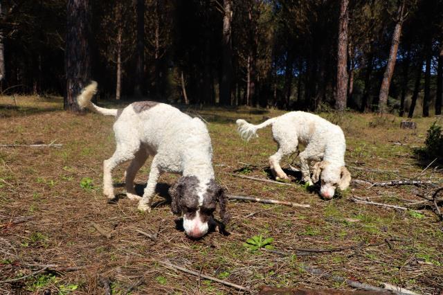 Özel eğitimli köpeklerle toprağın altından çıkarılıyor! Trüf mantarının kilogram fiyatı 1500 TL'ye kadar çıkıyor