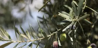 Mudanya'nın geleneksel zeytin yetiştiriciliği Unesco'ya aday